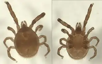 Sejina sp., Новая Зеландия