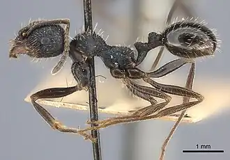 Messor aciculatus