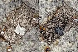 Включения крупным планом