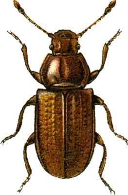 Metophthalmus humeridens