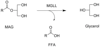 Реакция, катализируемая МГЛ, в которой свободная жирная кислота  высвобождается из моноацилглицерина (МАГ)