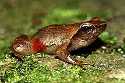 Micrixalus phyllophilus