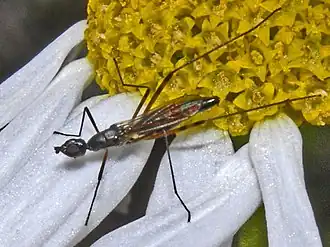 Micropeza corrigiolata