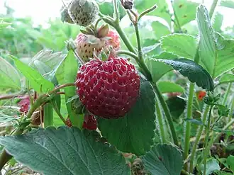 Земляника садовая, сорт «Mieze Schindler»