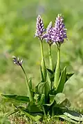 Ятрышник шлемоносный (Orchis militaris)