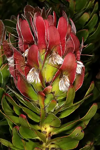 Mimetes fimbriifolius