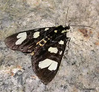 Мимевземия схожая