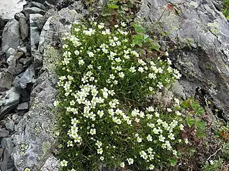 Минуарция арктическая