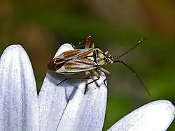 Calocoris roseomaculatus