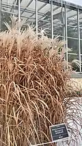 Мискантус китайский в саду неприрывного цветения в феврале. Ботсад БИН РАН