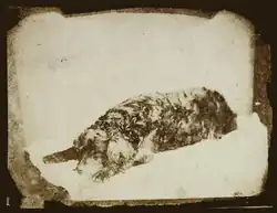 Николас Хеннеман. Собака Мэри Рассел Митфорд, 1847