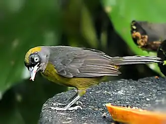 Темнолицая тростниковая танагра9 января 2021