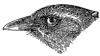 Рисунок головы