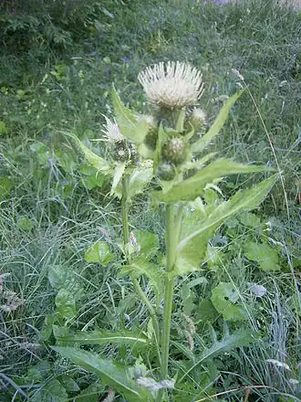 Бодяк  (Cirsium oleraceum)