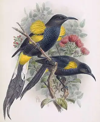 Благородный мохо из The Avifauna of Laysan,1893—1900