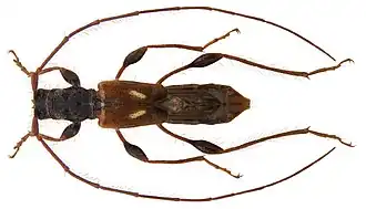 Неполнокрыл малый (Molorchus minor)