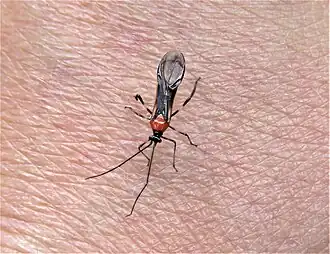 Monalonion velezangeli