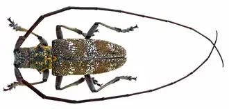 Самец соснового бронзового усача (Monochamus galloprovincialis)