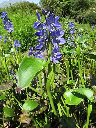 Монохория Корсакова