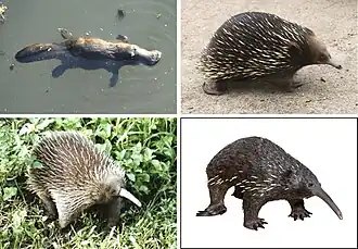 1-й ряд: утконос, австралийская ехидна;2-й ряд: проехидна Брюйна, проехидна Бартона.