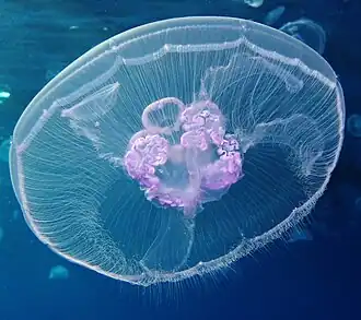 Аурелия на стадии медузы