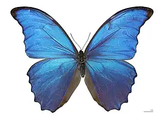 Морфо дидиус (Morpho didius)