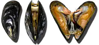 Съедобные мидии в аквариуме