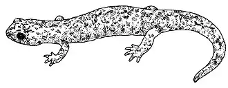 Hydromantes platycephalus