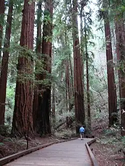 В Мьюирском лесу