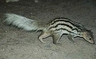 Galidictis grandidieri