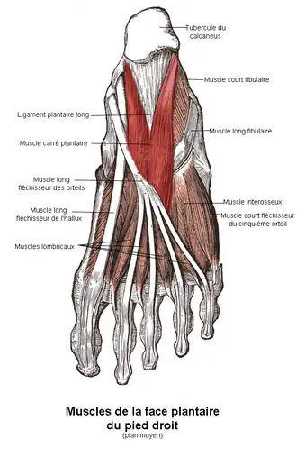 Квадратная мышца подошвы выделена красным