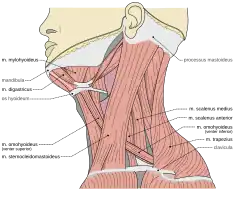 Мышцы шеи человека27 июля 2019