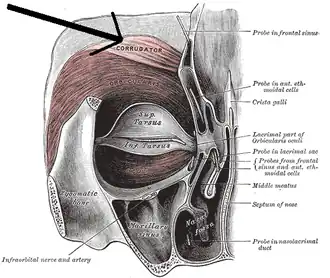 Мышца обозначена стрелкой