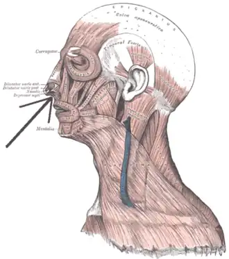 Мышца, поднимающая верхнюю губу и крыло носа обозначена стрелочками