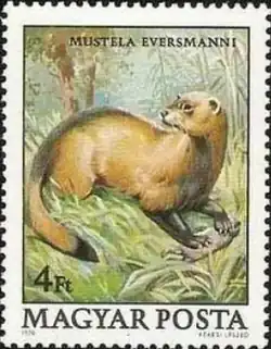 Степной хорёк на венгерской марке (1979)