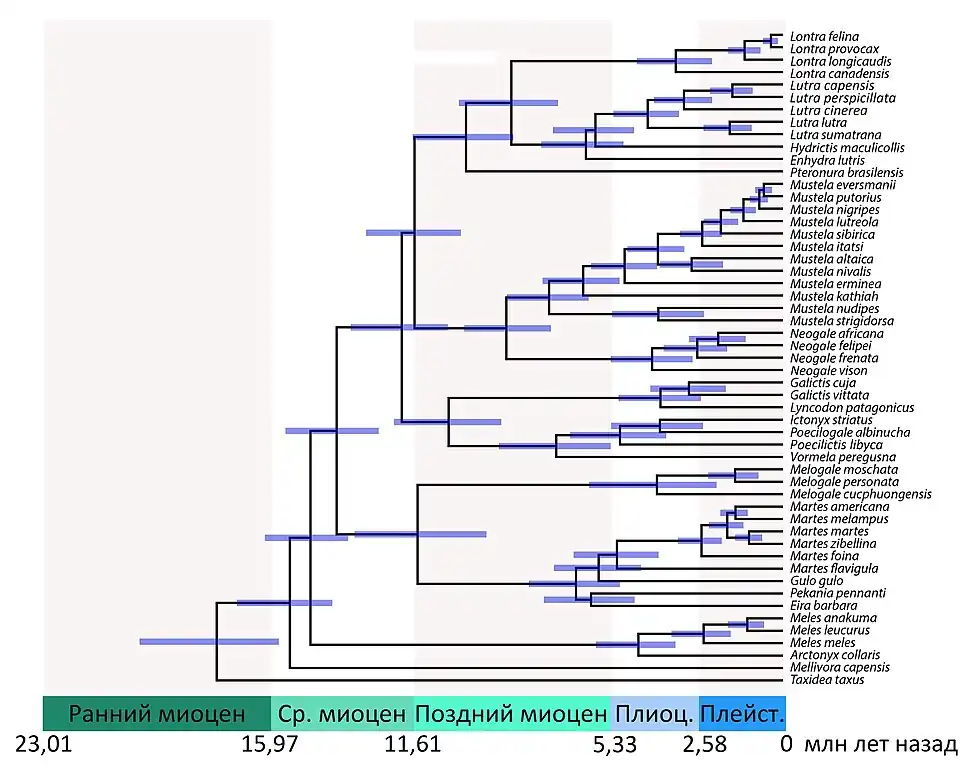 Калиброванное по времени филогенетическое дерево куньих (Law et al., 2017).