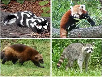 1 ряд — пятнистый скунс, красная панда
2 ряд — росомаха, енот-полоскун