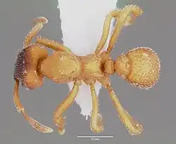 Рабочий сверху