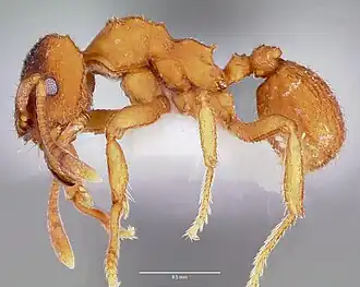 Mycetosoritis hartmanni