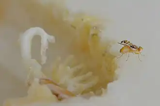 Дынная муха