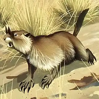 Реконструкция Mylagaulus sp.