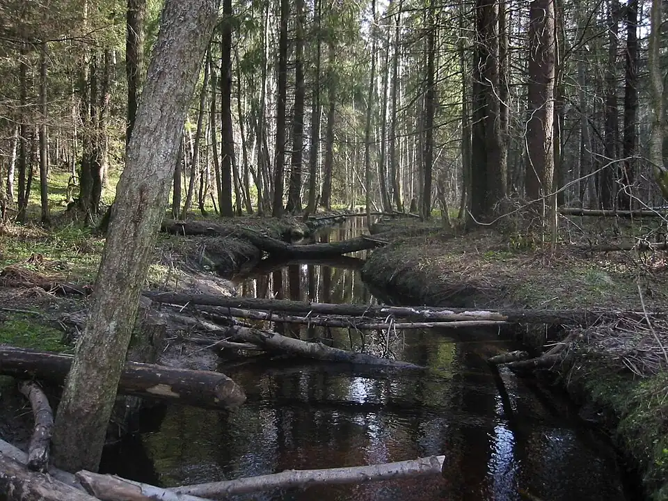 Исток Мельничного ручья