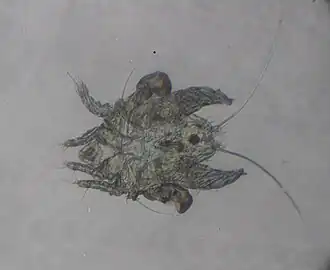 Myocoptes musculinus, самец