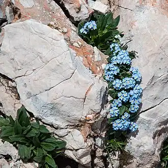 Myosotis alpestris