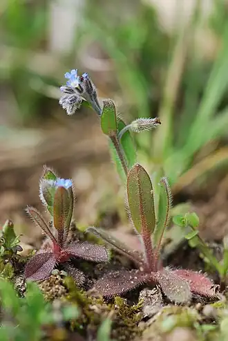 Незабудка ветвистая