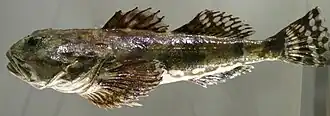 Мраморный керчак (Myoxocephalus stelleri)