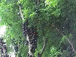 Жаботикаба