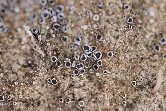 Мириолецис мелкогородчатый (Myriolecis crenulata)