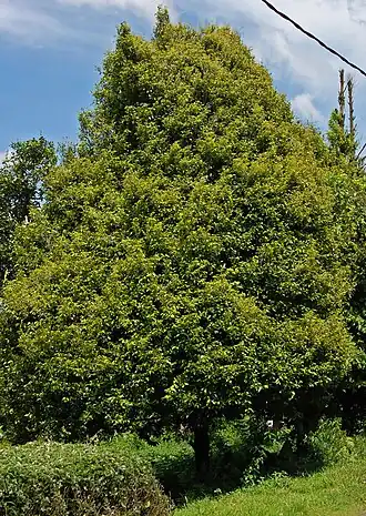 Общий вид дерева