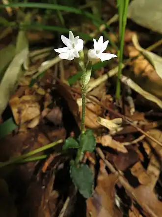 Мирмехис японский (Myrmechis japonica)